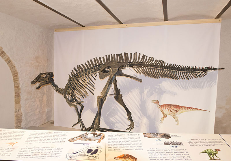 Prosaurolophus blackfeetensis specie di dinosauro vissuta nel Cretaceo Superiore proveniente dal Montana Usa