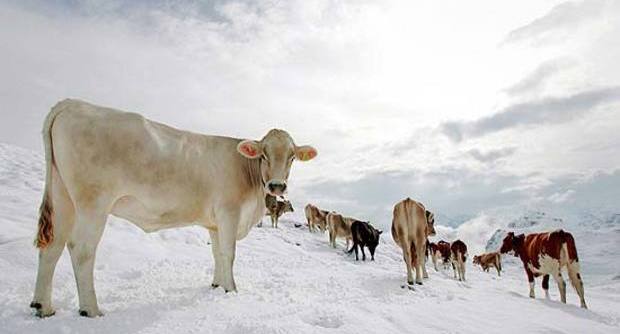 mucche con la neve