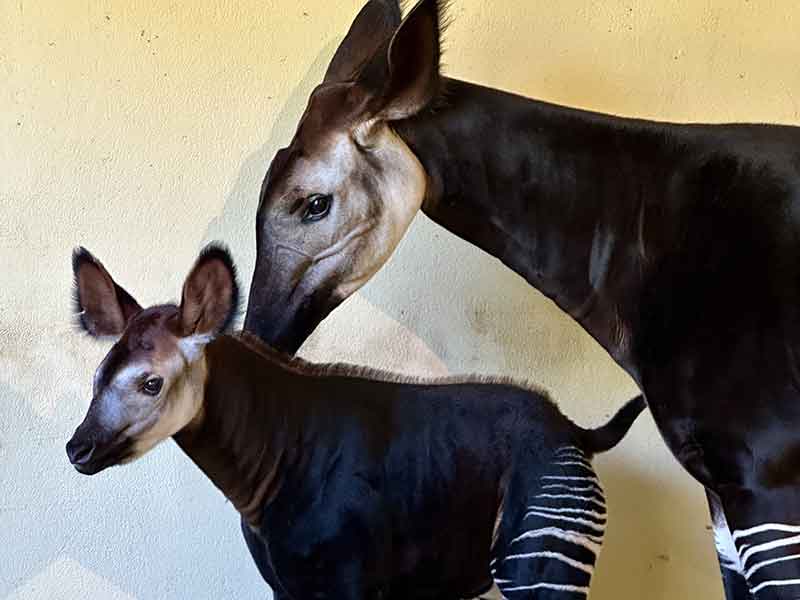 okapi Vittoria e mamma Elani parco zoo Falconara
