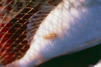 Si Chiamano Pulci Di Mare Non Hanno Un Bel Nome Provocano Prurito Ma Sono Un Marcatore Di Mare Pulito Mamme Pero Preoccupate Dalla Comparsa In Acqua Di Questo Crostaceo