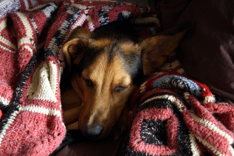 Cane nella coperta