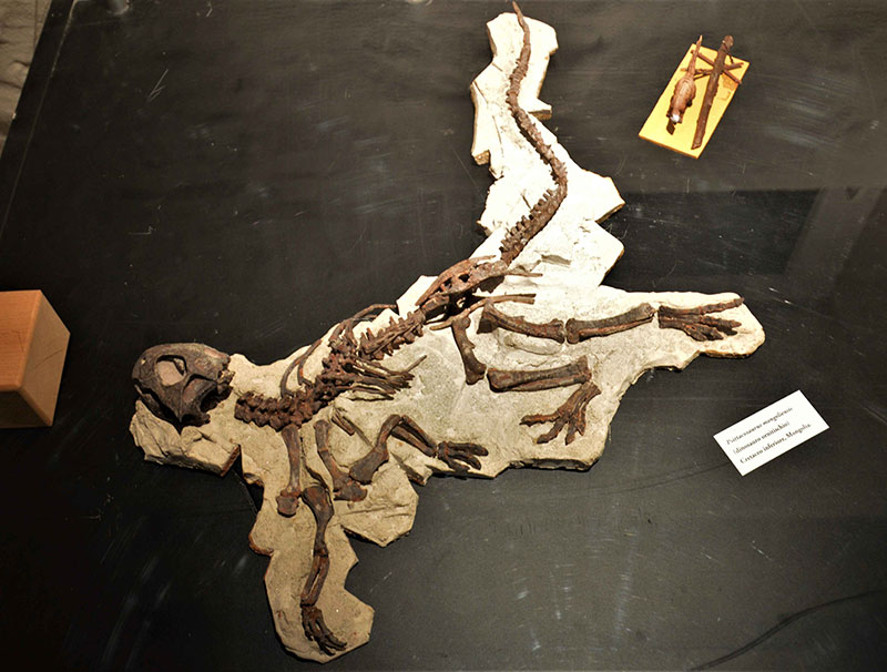5 Scheletro parziale di Psittacosaurus mongoliensis dinosauro ornitischio Cretaceo inferiore Mongoliajpg